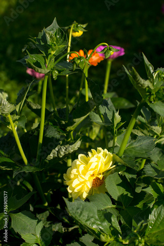 flowering cynias in the garden. Beautiful growing,colorful flowers photo