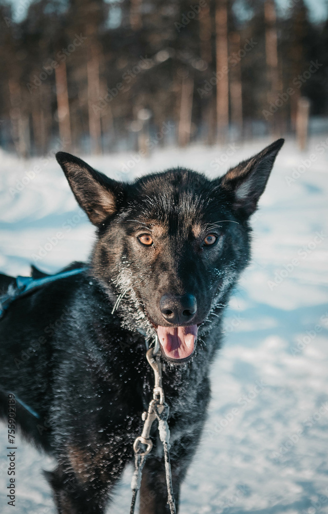 Hund im Eis Hund im Eis