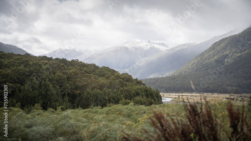 Alpine valley with dense forest and big snowy mountains in backdrop  New Zealand