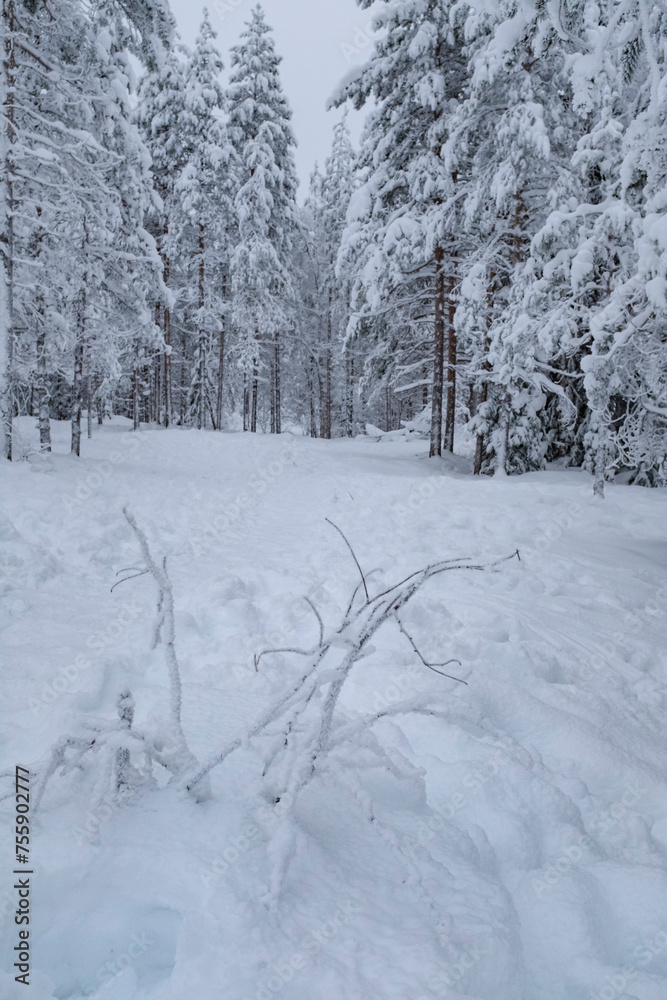 White frozen fir tree forest covered in snow landscape in Rovaniemi, Finnish Lapland White frozen fir tree forest covered in snow landscape in Rovaniemi, Finnish Lapland