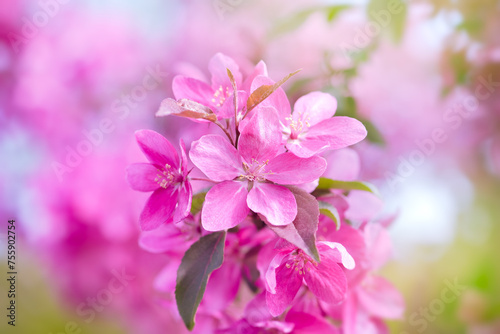 Apple tree blossom, flowers with elegant petals blooming in spring fabulous green garden, mysterious fairy tale springtime floral sunny background with cherry bloom, beautiful nature landscape.