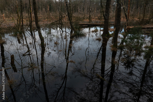 Drowning forest: dead Birches and some pines reflected in dark, gloomy water