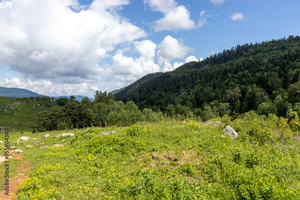 Walking through the subalpine meadows in the highlands during the flowering of plants and warm weather.