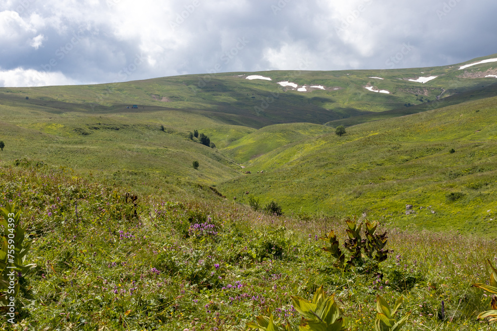 Fototapeta premium Walking through the subalpine meadows in the highlands during the flowering of plants and warm weather.
