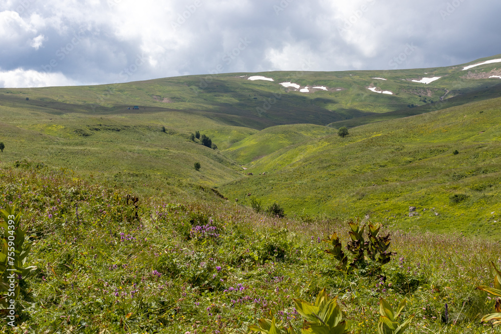 Walking through the subalpine meadows in the highlands during the flowering of plants and warm weather.