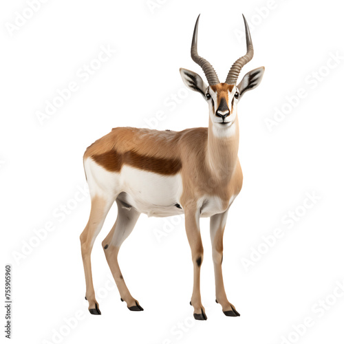 Graceful Antelope: Capturing Assence of Wilderness - A PNG Cutout Isolated on a Transparent Backdrop