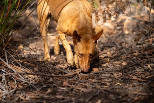 kelpie dog in the australian bush in a park in australia photo