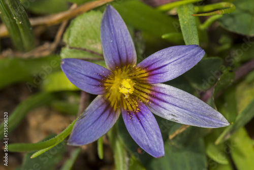 Romulea revelierii photo