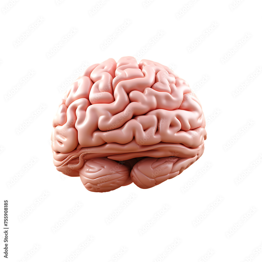 Human Brain Model - PNG Cutout Isolated in a Transparent Background Human Brain Model - PNG Cutout Isolated in a Transparent Background