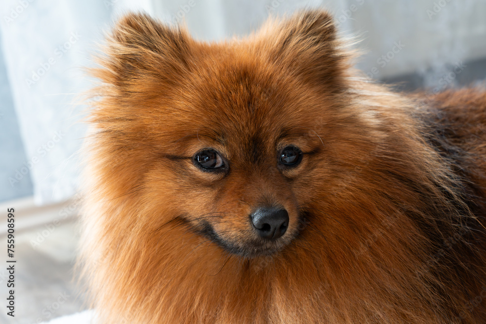 Red dog of the Spitz breed. A Spitz dog lies on a rug.