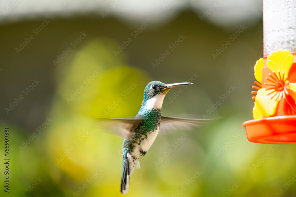 Fototapeta premium hummingbird sucking from a feather