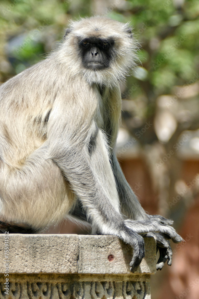 Obraz premium Portrait of Gray Langur in Ahmedabad, India