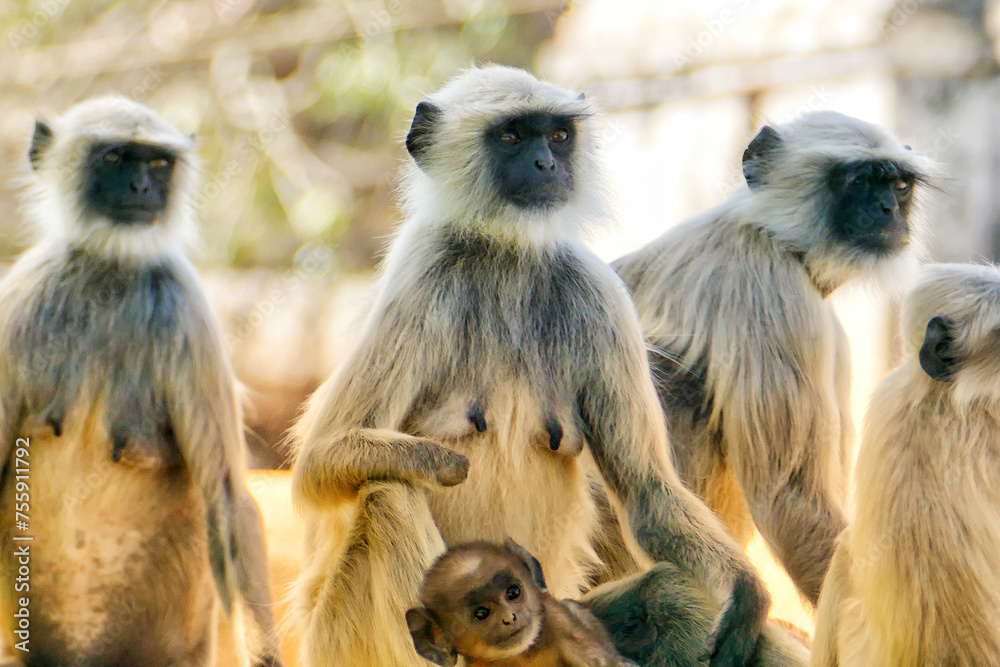Portrait of Gray Langurs in Ahmedabad, India
