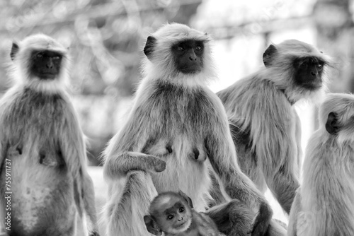 Portrait of Gray Langurs in Ahmedabad, India photo