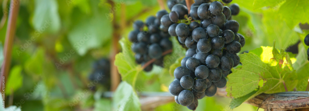 Harvest-Ready: 4K Ultra HD Image of Ripe Grape Ready To Be Harvested Harvest-Ready: 4K Ultra HD Image of Ripe Grape Ready To Be Harvested