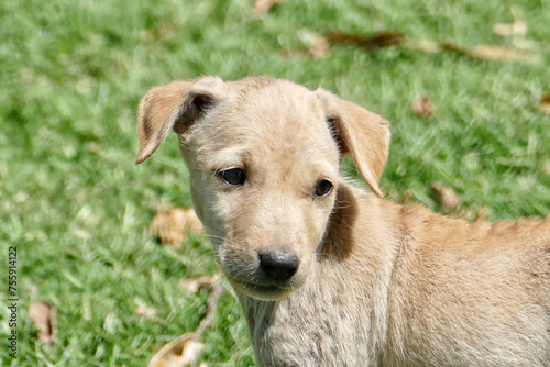 Portrait of a feral puppy in Ahmedabad  India
