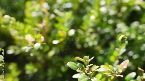 Buxus microphylla, the Japanese box or littleleaf box, is a species of flowering plant in the box family found in Japan and Taiwan. It is a dwarf evergreen shrub or small tree. photo