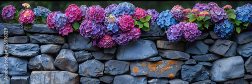 Hydrangea is colourful in New England in summer,
view of pink and blue blooming hydrangea in a flower bed photo