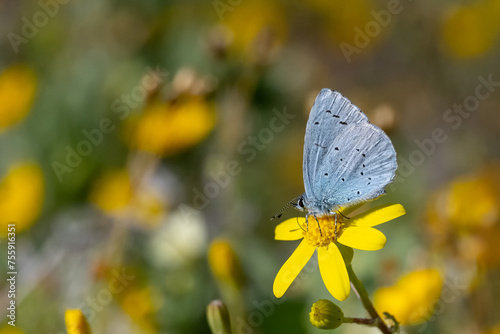 Kutsal Mavi » Celastrina argiolus » Holly Blue © Yasin