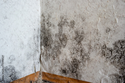 Tableau sur toile Black Mold on the wallpaper on the wall in a room