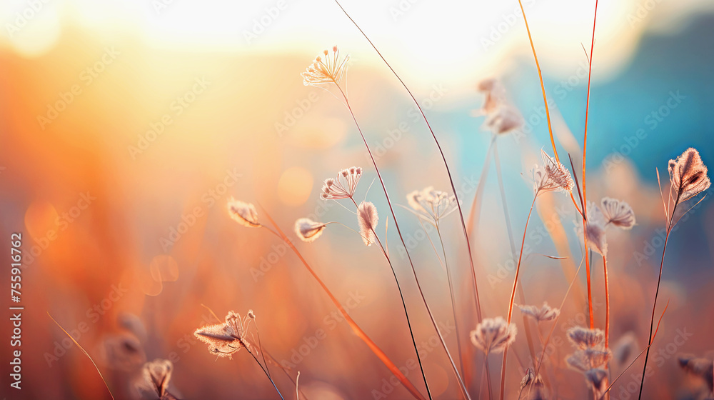 Fabulous sunrise or sunset in field or meadow. Autumn grass in golden glow of sun. Landscape, romance, background for design with copy space Fabulous sunrise or sunset in field or meadow. Autumn grass in golden glow of sun. Landscape, romance, background for design with copy space