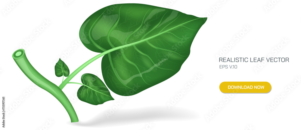Realistic green leaf vector image along with stipule and stem. A ...