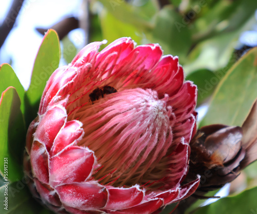 Fleur curieuse et rigide photo