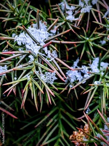 Macro snowflakes amongst pines