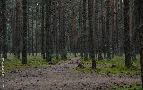forest in autumn