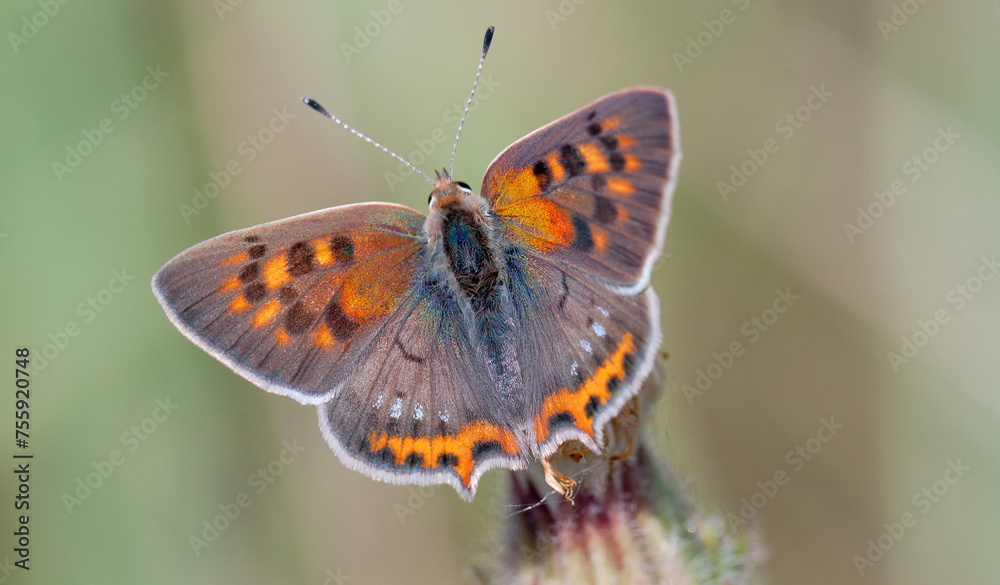 butterfly on a flower butterfly on a flower