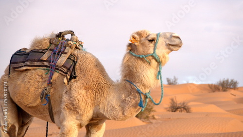 Dromedary camel  Camelus dromedarius  wearing a saddle in the Sahara Desert  outside of Douz  Tunisia