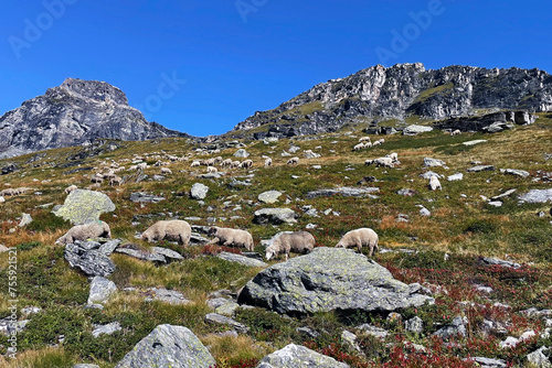 Panoramic Alpine Trails and sheep, Vanoise National Park, Hautes Alps, France photo