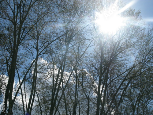 Sun shining through tree branches