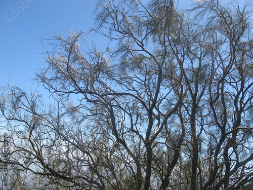 Wavy tree branches with wispy leaves