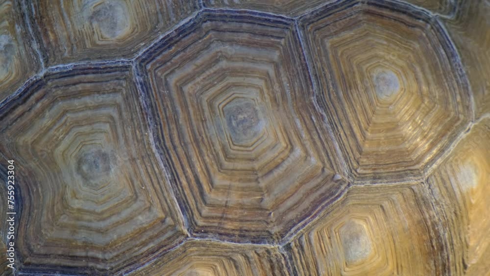 Close-up of an adult turtle shell
