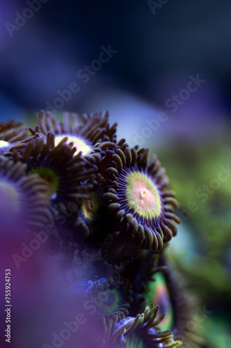 Koralowce w akwarium morskim z rodziny Zoanthidae