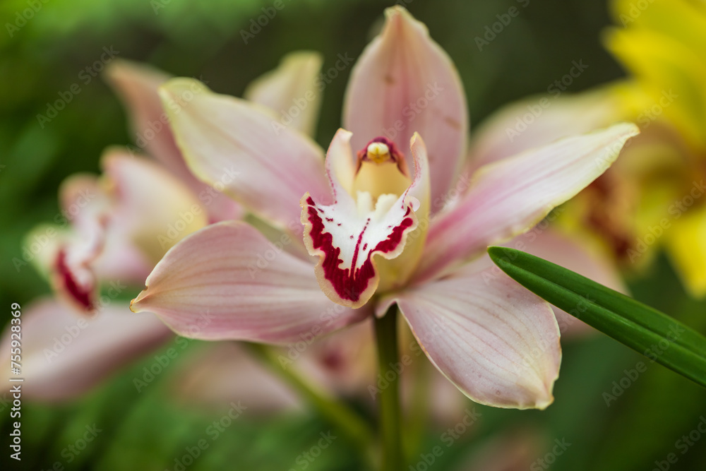 Beautiful colorful Orchid flower. Photo with nice bokeh