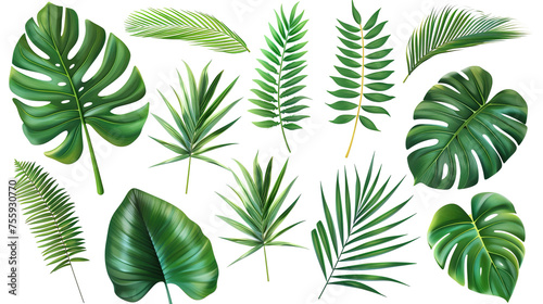 Set leaf palm  collection of green leaves pattern isolated on white background