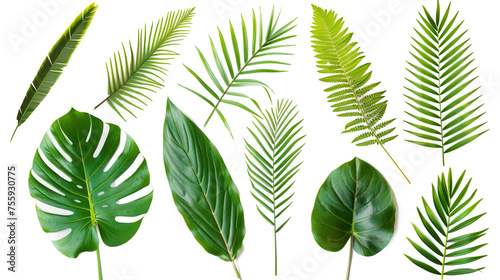 Set leaf palm  collection of green leaves pattern isolated on white background