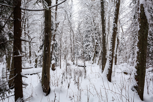 Winter snowy forest, landscape, snow on trees and branches, taiga, silence, no people.