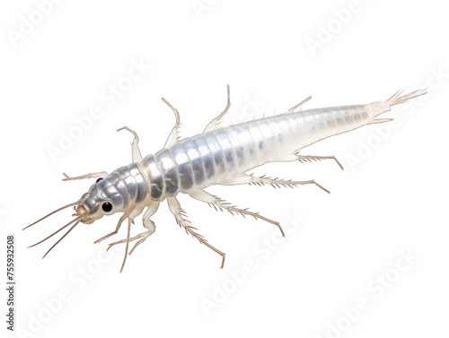 Silverfish isolated on transparent background, transparency image, removed background