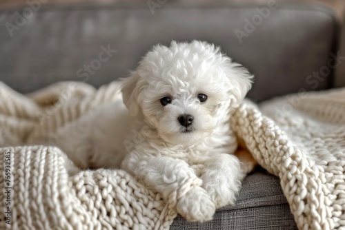Adorable bichon dog. Domestic animal studio canine sweet. Generate Ai