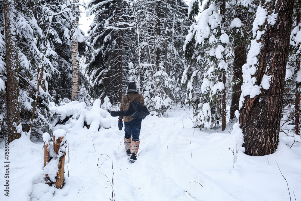 A forester walks through a snowy taiga forest, spruce, pine, winter, collecting firewood.