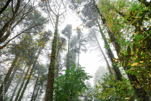 Misty Forest