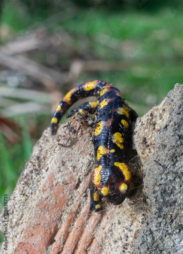 salmandra en el ladrillo