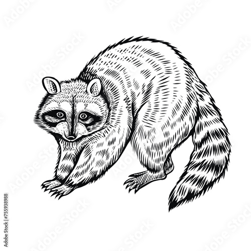 Raсcoon vector sketch, isolated black and white illustration.