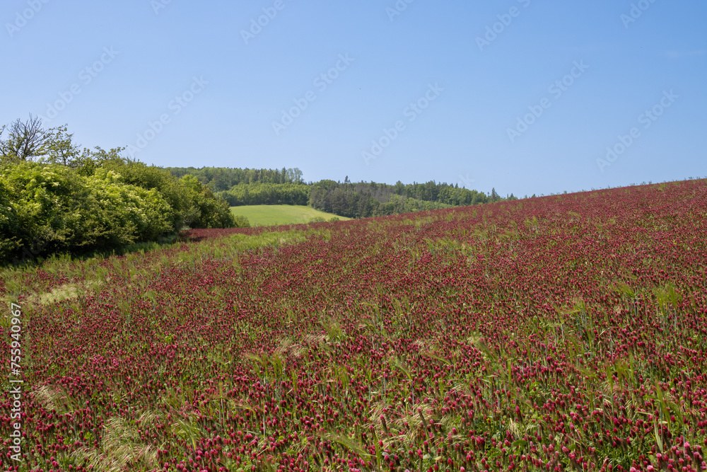 Crimson clover field on a hill, Czech republic Crimson clover field on a hill, Czech republic