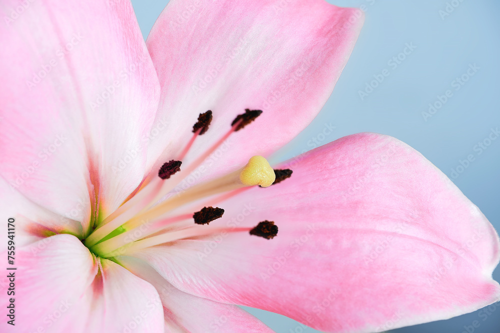 Pink lily flower on blue background macro close-up Pink lily flower on blue background macro close-up
