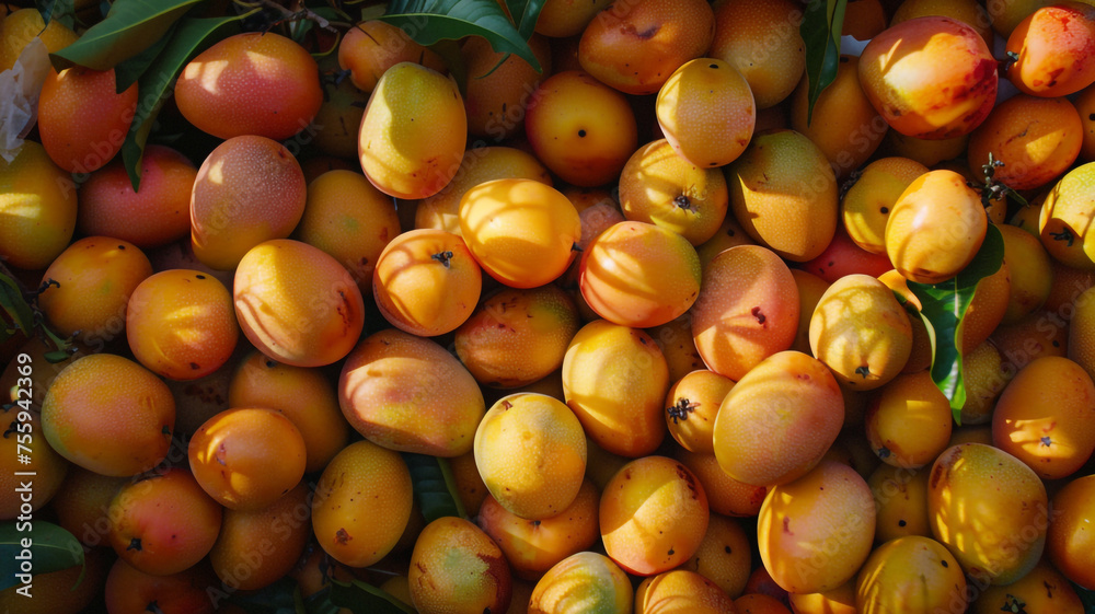 mango in bulk. mango is piled high.