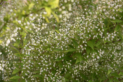 Deutzia gracilis duncan Chardonnay pearls white flowering shrub, beautiful ornamental flowers starting to bloom photo